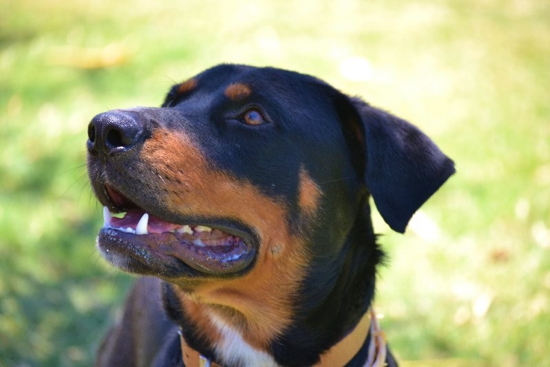 Dexter Large Male Rhodesian Ridgeback x Rottweiler Mix Dog in QLD PetRescue