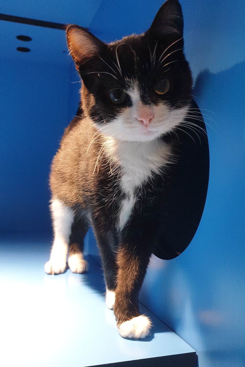 Alejandro - Male Domestic Short Hair Cat in VIC - PetRescue