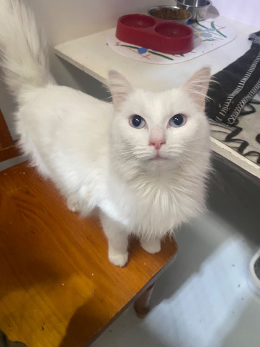 Aria - Female Angora Mix Cat in VIC - PetRescue