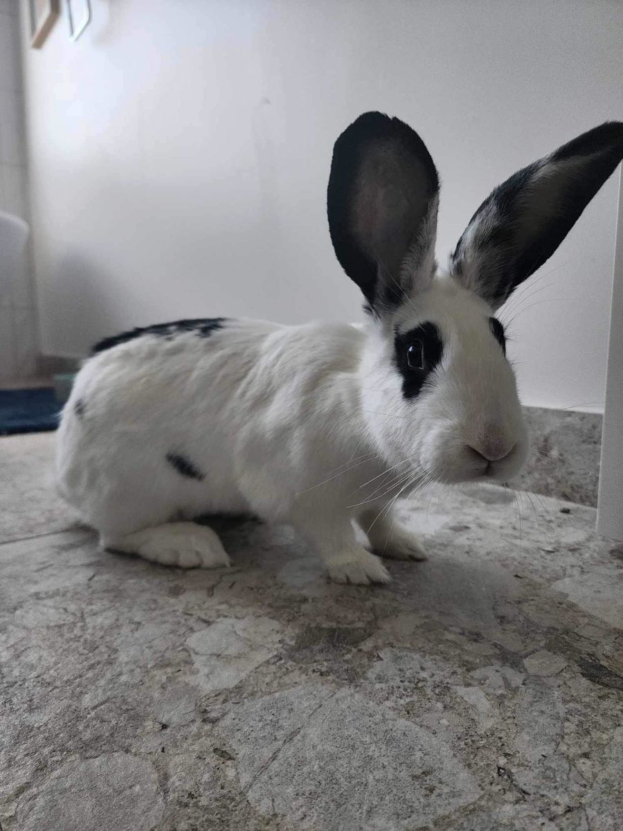 Panda - Female English Spot Rabbit in VIC - PetRescue