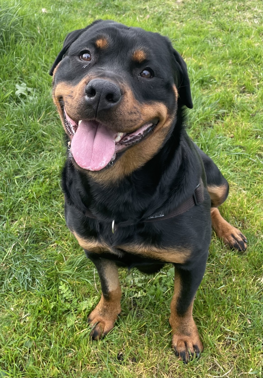 Lucky - Large Female Rottweiler Dog in VIC - PetRescue