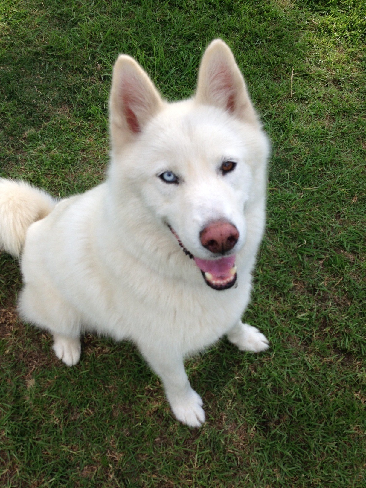 Simba Large Male Alaskan Malamute x Siberian Husky Mix Dog in NSW