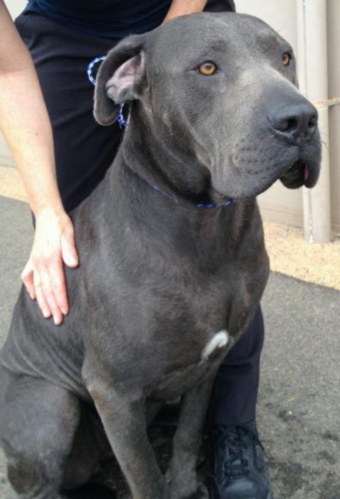 Bull arab best sale x neo mastiff