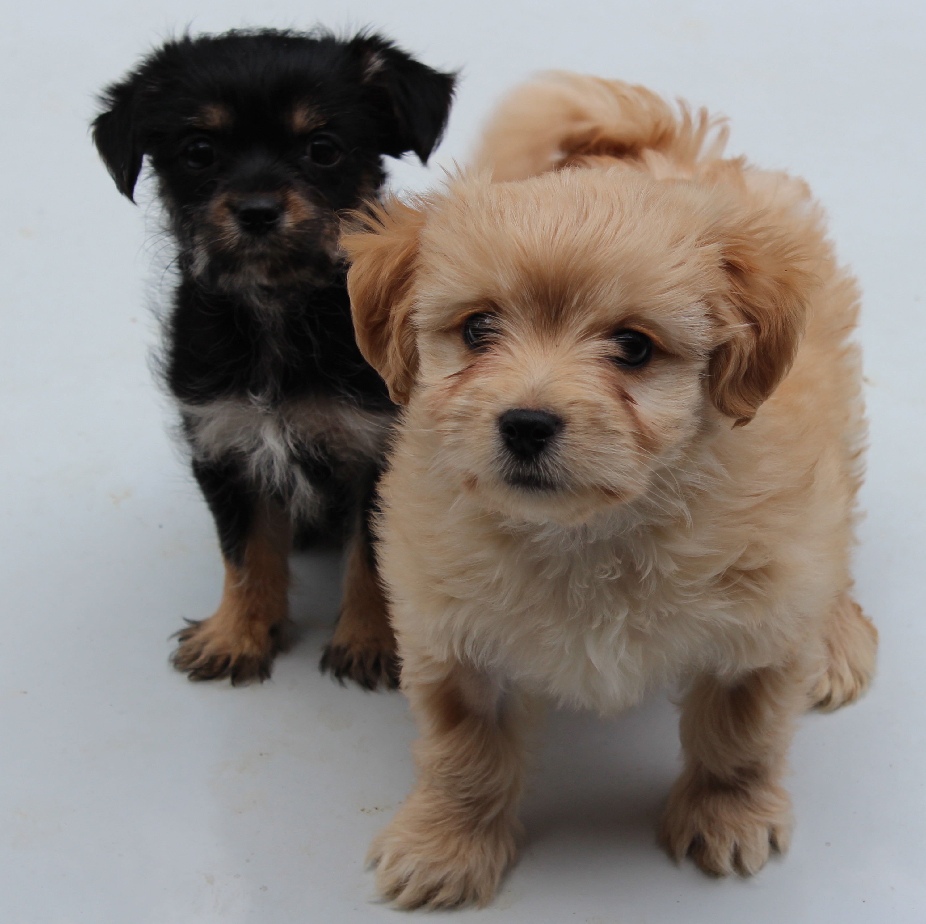 black shih tzu poodle mix puppy