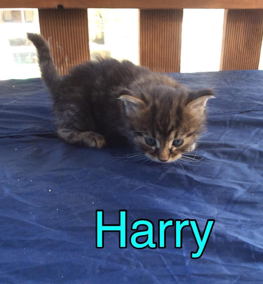 Harry (The Pet House, Erina Fair) Male Domestic Short Hair Cat in NSW