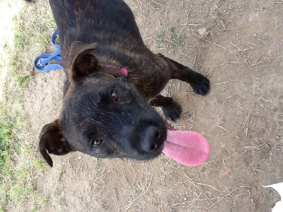Irish wolfhound x staffy 2025