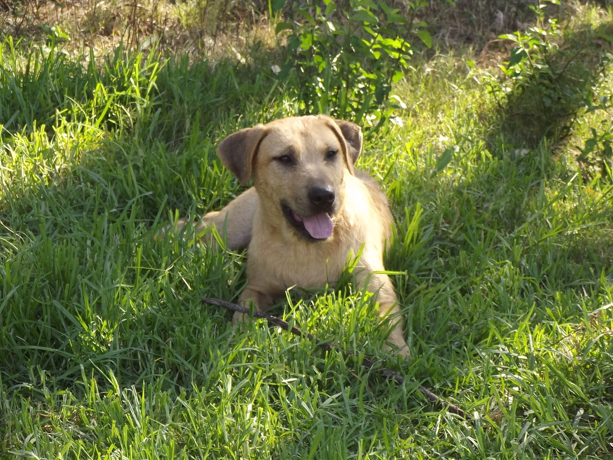 Rowan Medium Male Irish Wolfhound x Labrador Mix Dog in QLD PetRescue