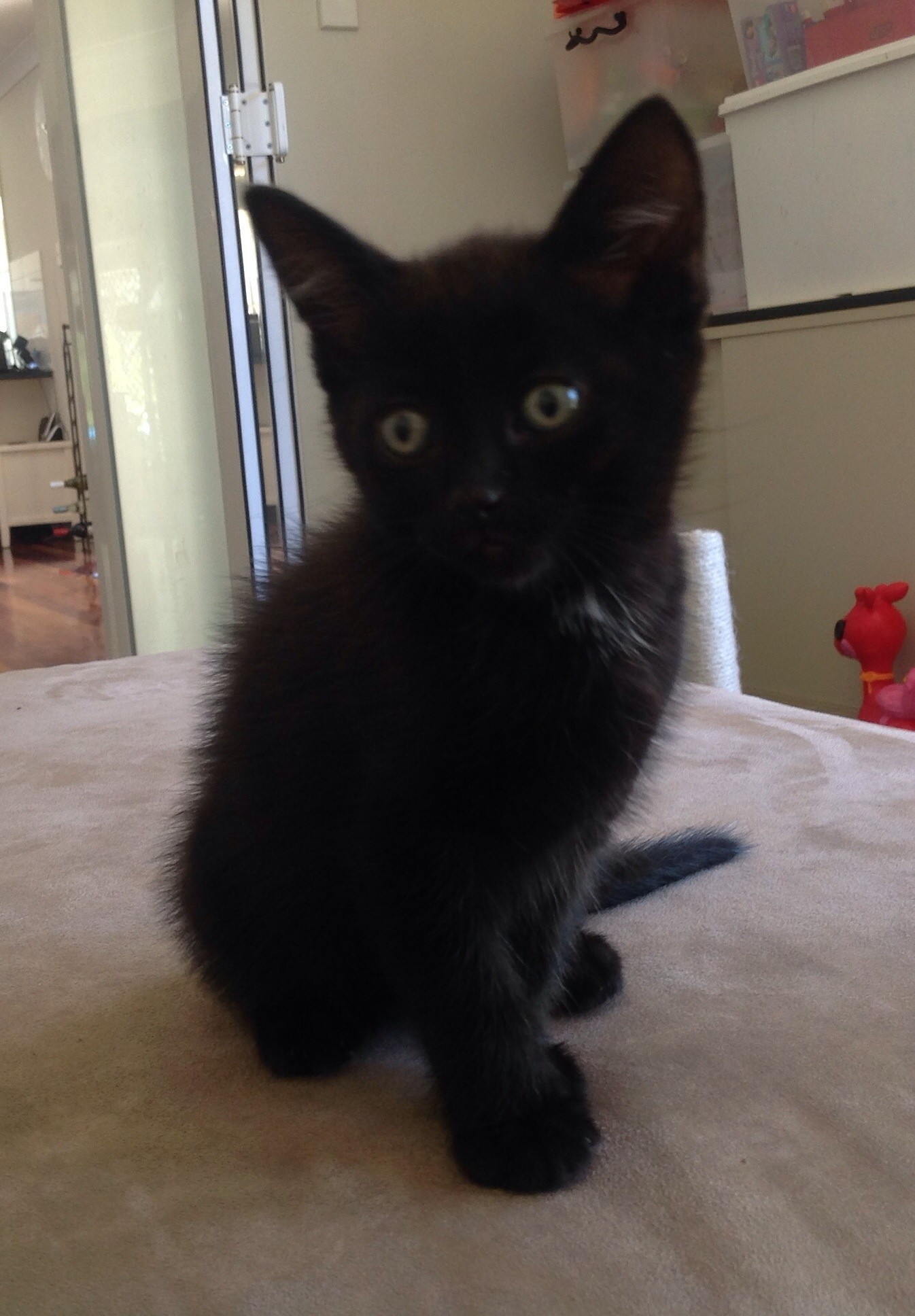 Black kitten - Male Domestic Short Hair Cat in NSW - PetRescue