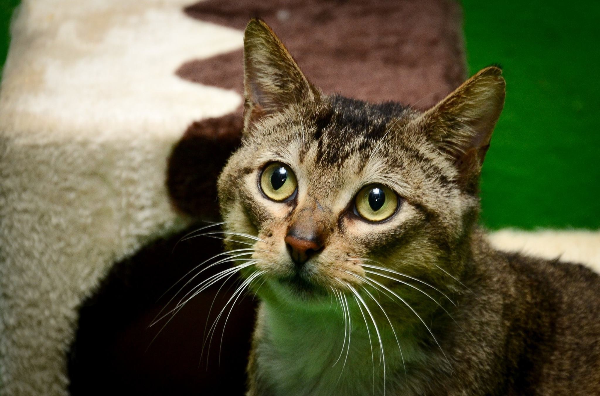 Rigby McHandsome Paws **Half Price** - Male Abyssinian Mix Cat in VIC ...