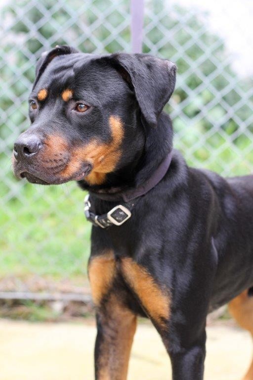 Diesel Large Male Rottweiler x Staffordshire Bull Terrier Mix Dog in NSW PetRescue