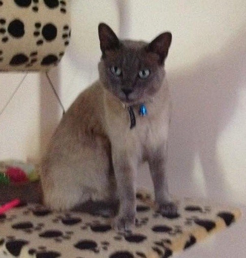 Ragdoll burmese best sale cross