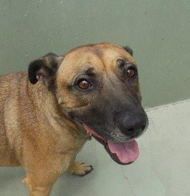 Jessie Large Female Rhodesian Ridgeback x Belgian Shepherd