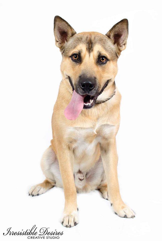 Malamute mastiff hotsell