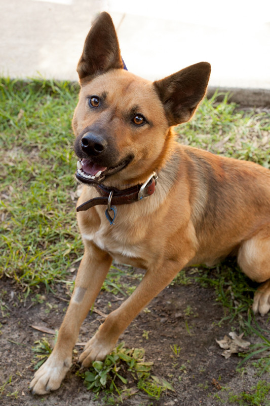 Rusty Medium Male German Shepherd Dog x Australian Kelpie Mix Dog in NSW PetRescue