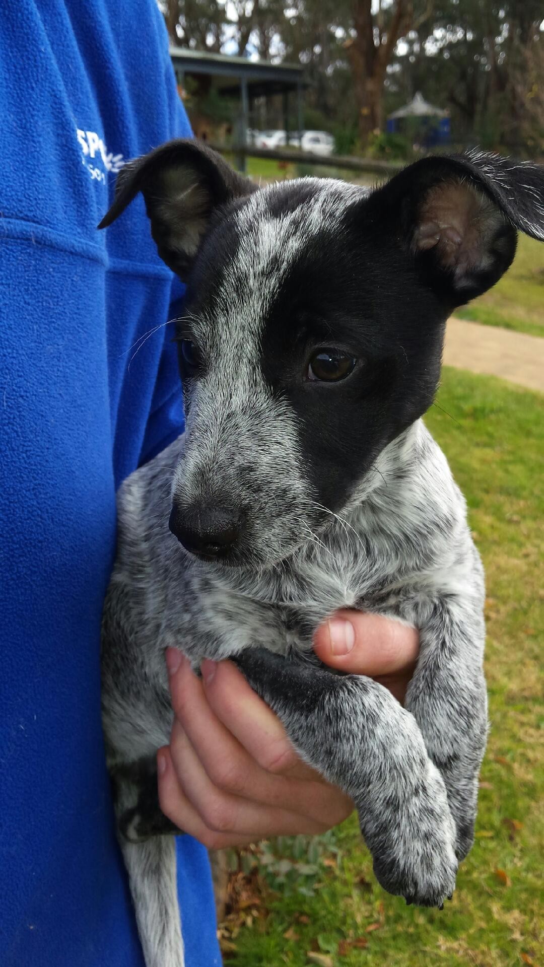 jack russell blue heeler mix