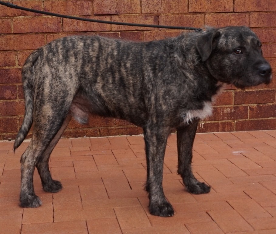 Wolfie Large Male Mastiff x Wolfhound Mix Dog in WA PetRescue