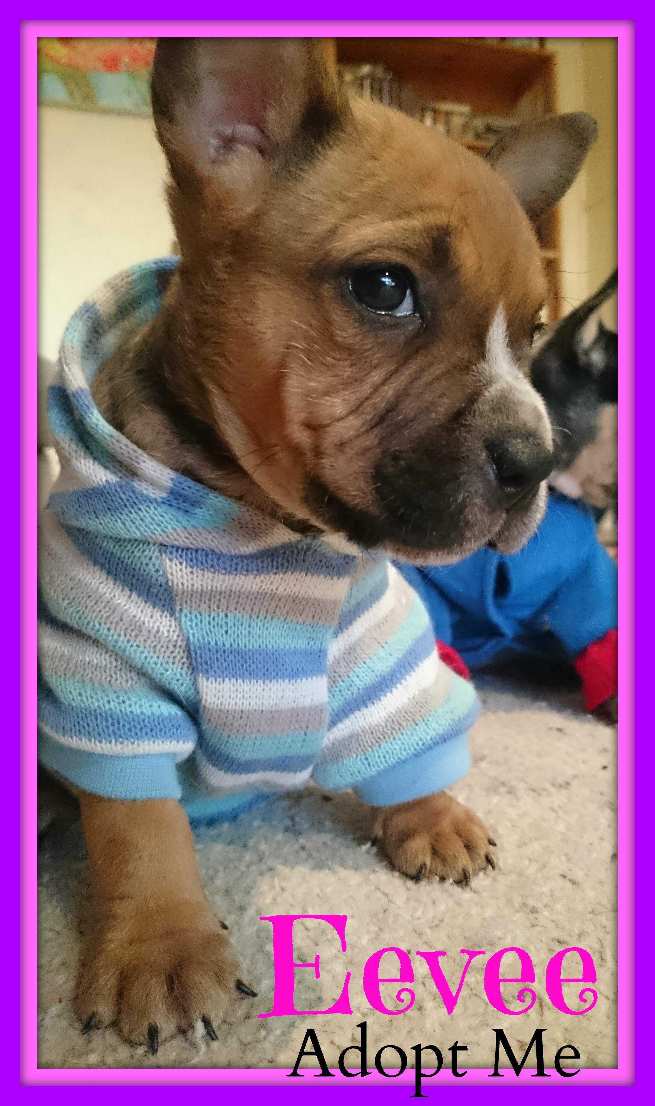 Eevee ~ Blue Cattle X Ridgeback (Trial 11/7/15) - Medium Female ...