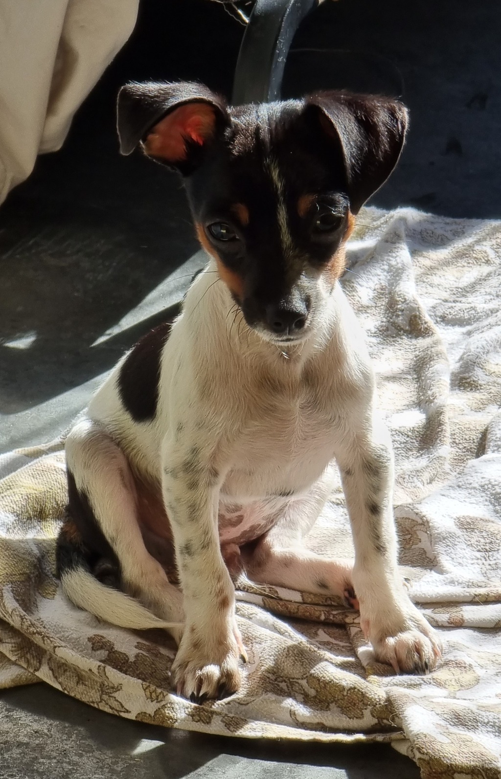 Humphrey Small Male Chihuahua x Jack Russell Terrier Mix Dog in QLD Humphrey Small Male Chihuahua x Jack Russell Terrier Mix Dog in QLD