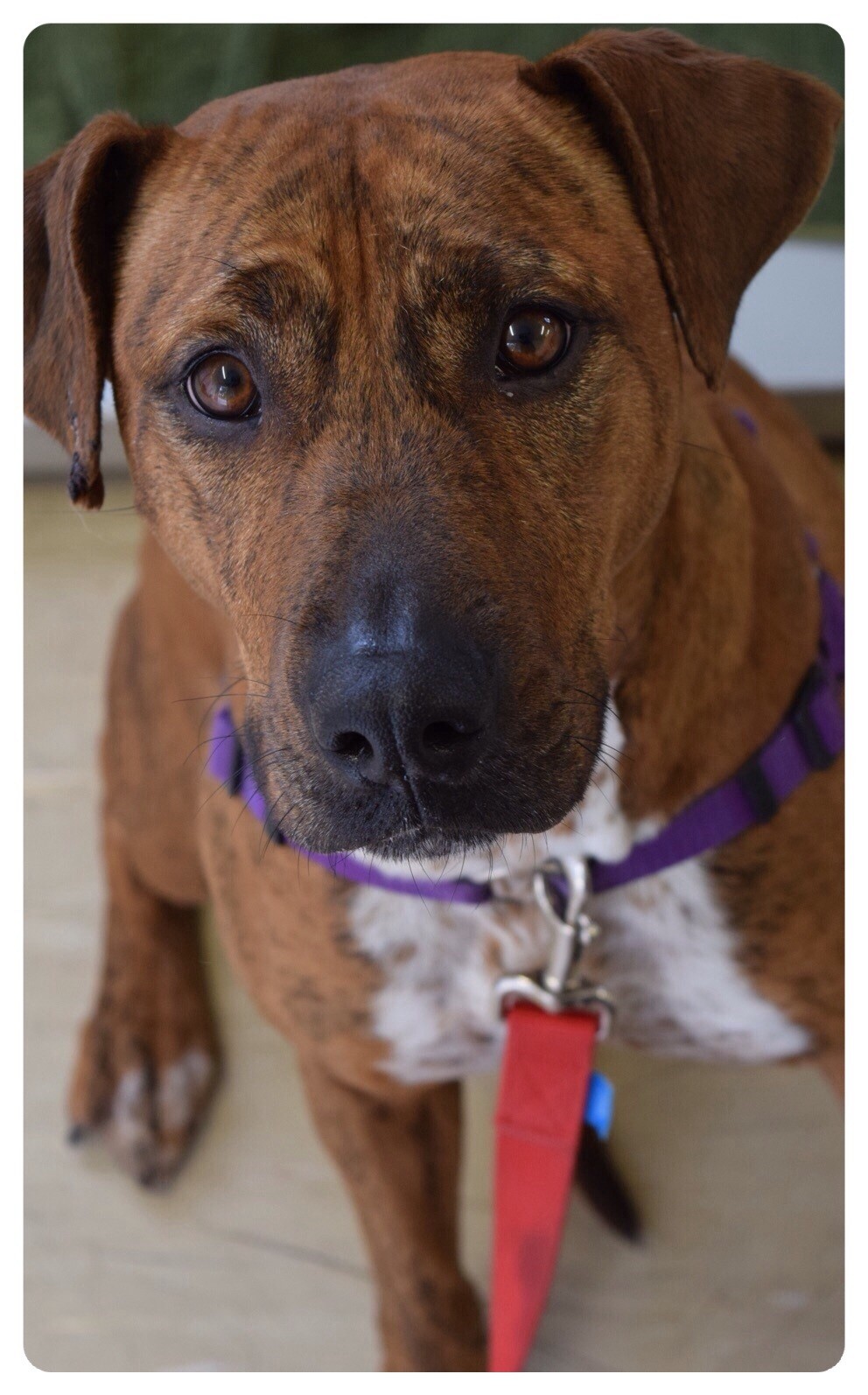 London Large Female Rhodesian Ridgeback x Staffordshire Bull Terrier Mix Dog in QLD PetRescue