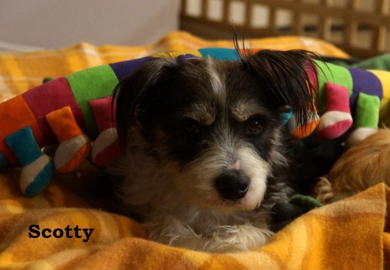 Maltese x kelpie sales