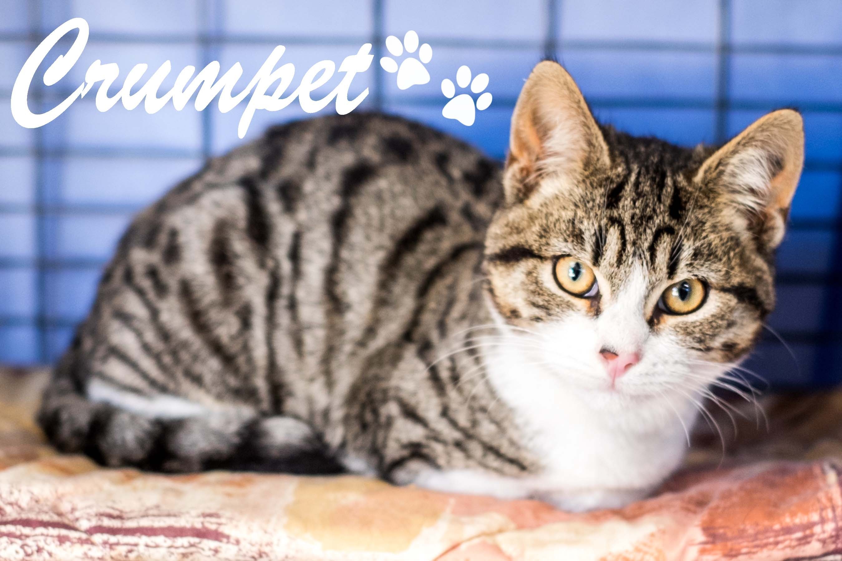Crumpets Male Domestic Short Hair Mix Cat in NSW PetRescue