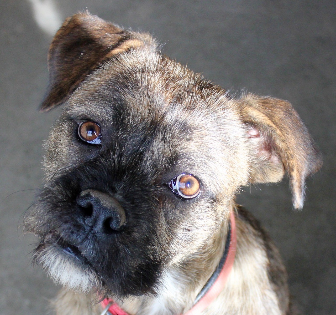 Irish wolfhound sales boxer mix