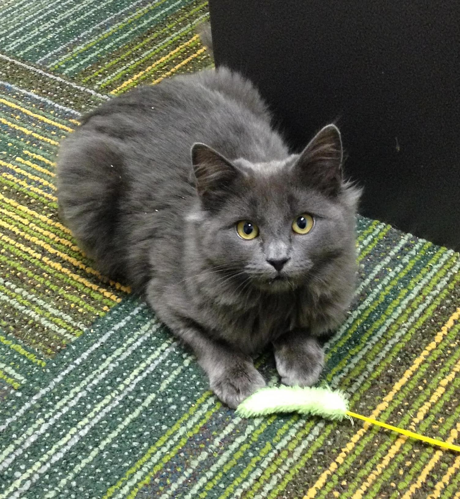 Nebelung cat for sale sales