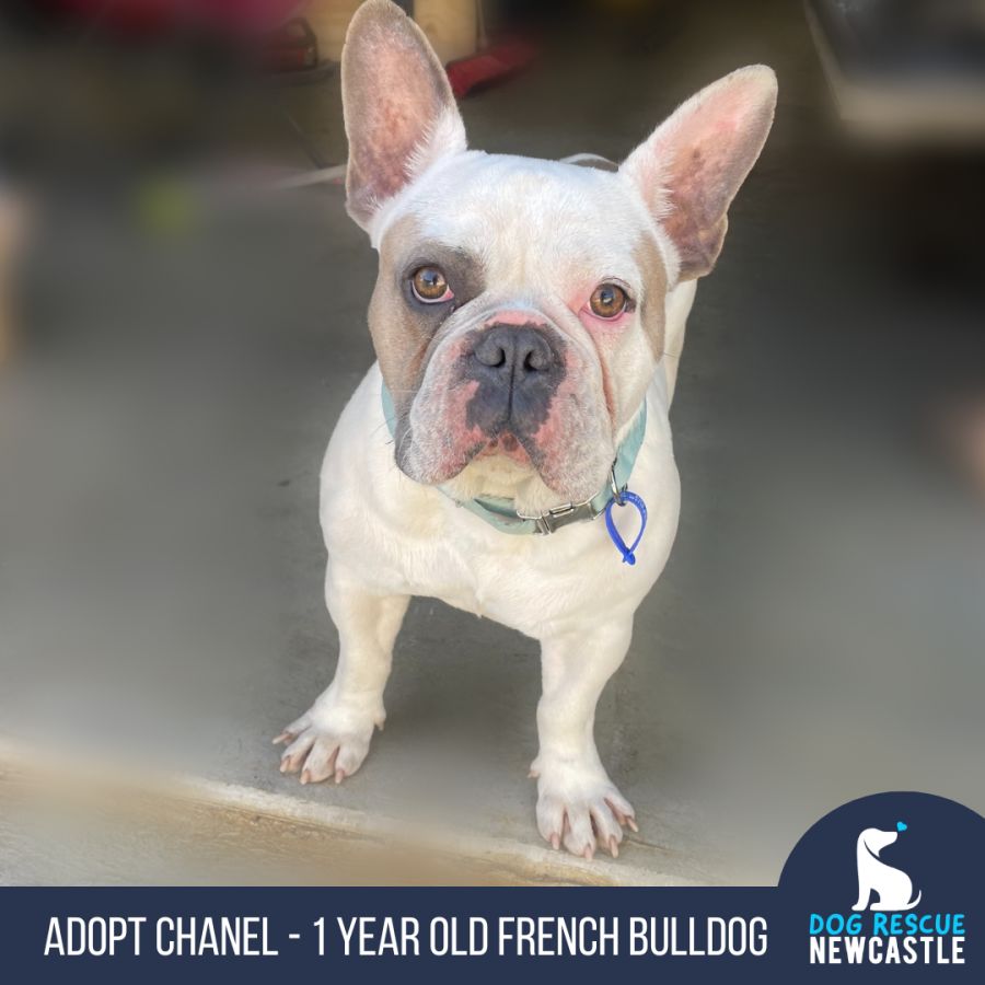 Chanel 1 Year Old French Bulldog Small Female French Bulldog Dog In chanel-1-year-old-french-bulldog-small-female-french-bulldog-dog-in