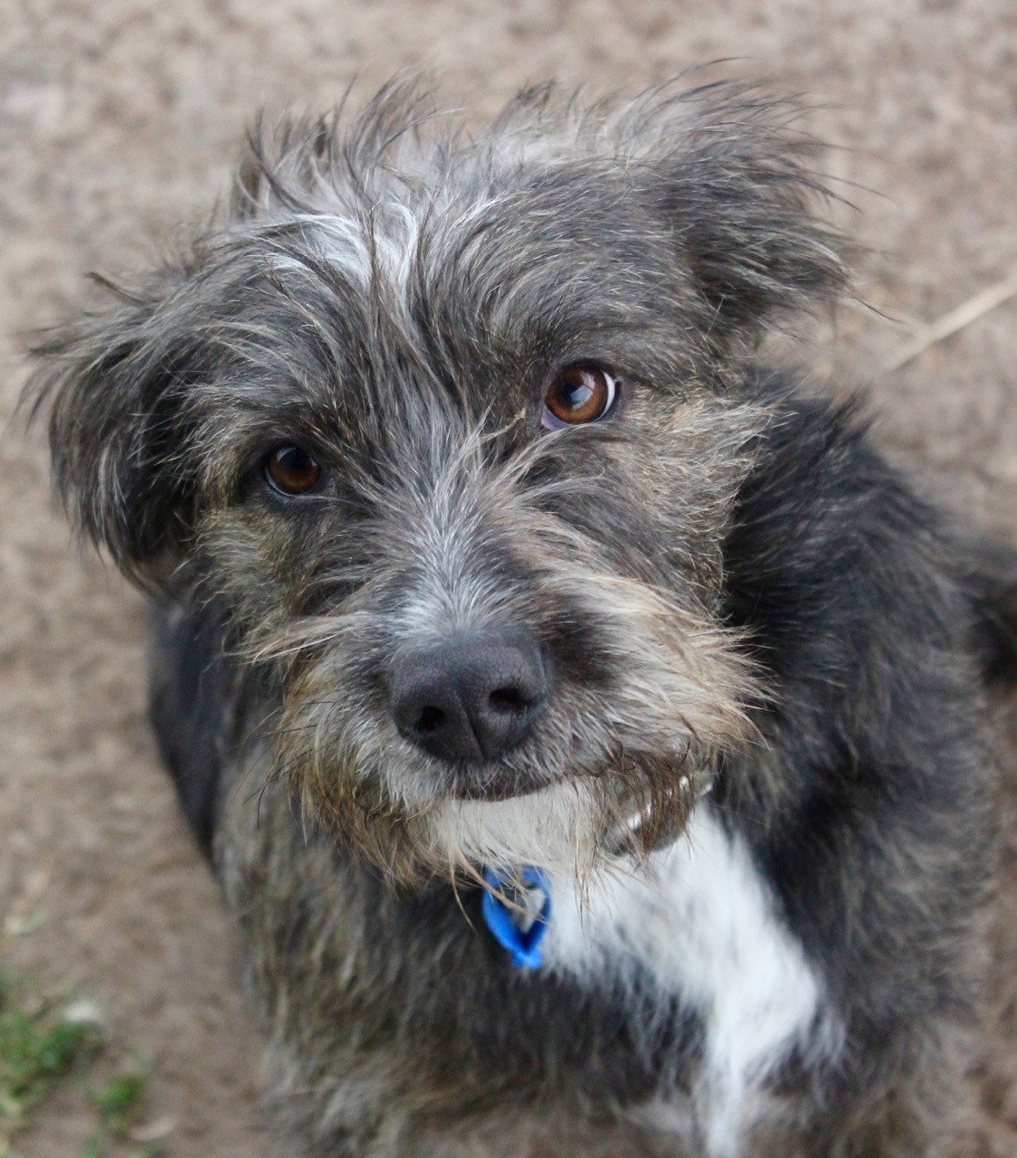 Ashes Medium Female Australian Cattle Dog x Australian terrier Mix