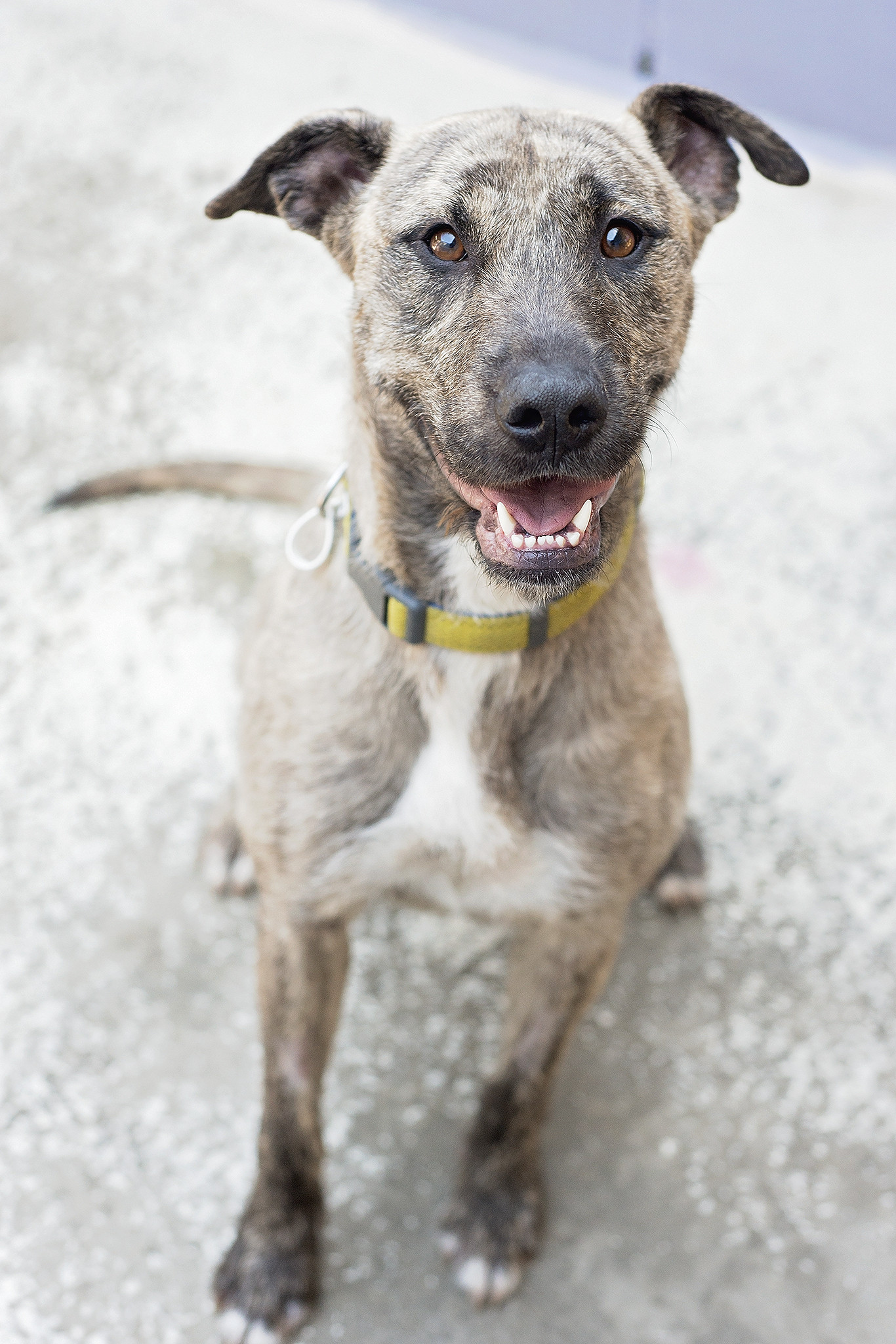 Sandy Large Female Bull Arab x Irish Wolfhound Mix Dog in QLD PetRescue