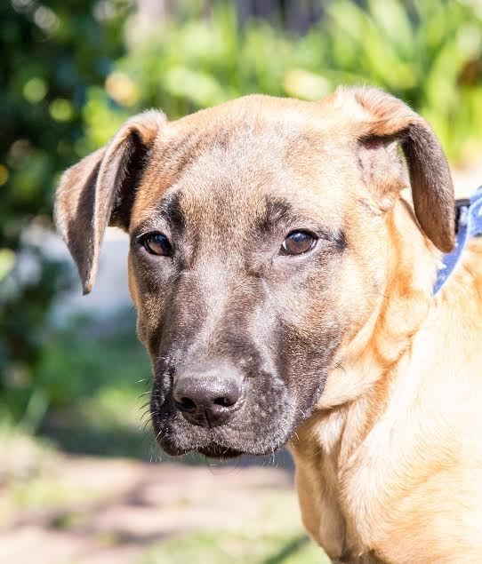 Mastiff Ridgeback Thando ~ Ridgeback x Mastiff Pup (*trial 26/8/15) - Large Male Mastiff ...