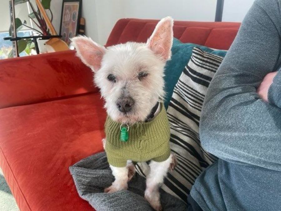 torro-upchurch-small-male-west-highland-white-terrier-mix-dog-in-vic