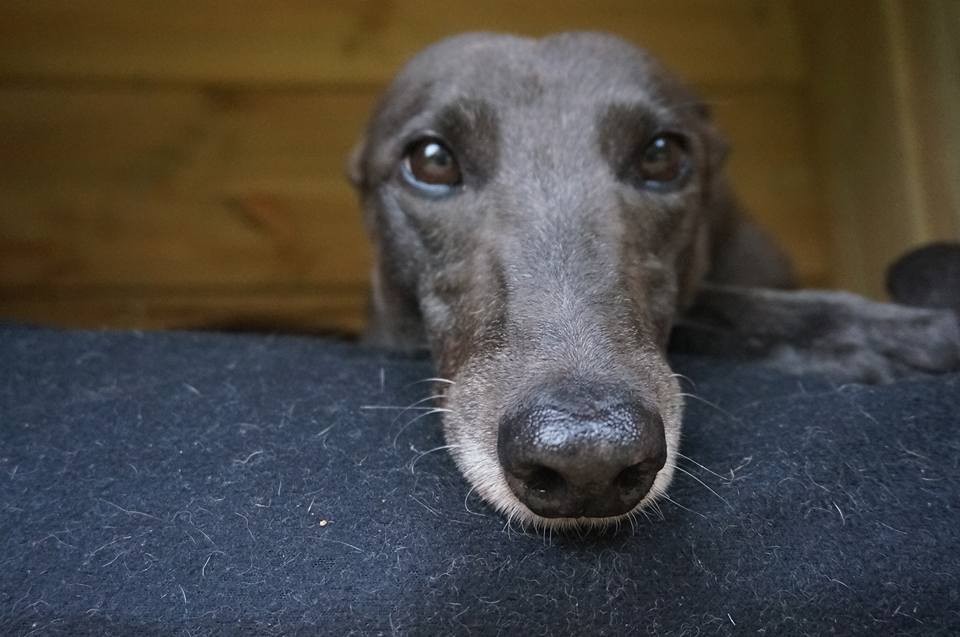 Cat friendly cheap greyhound