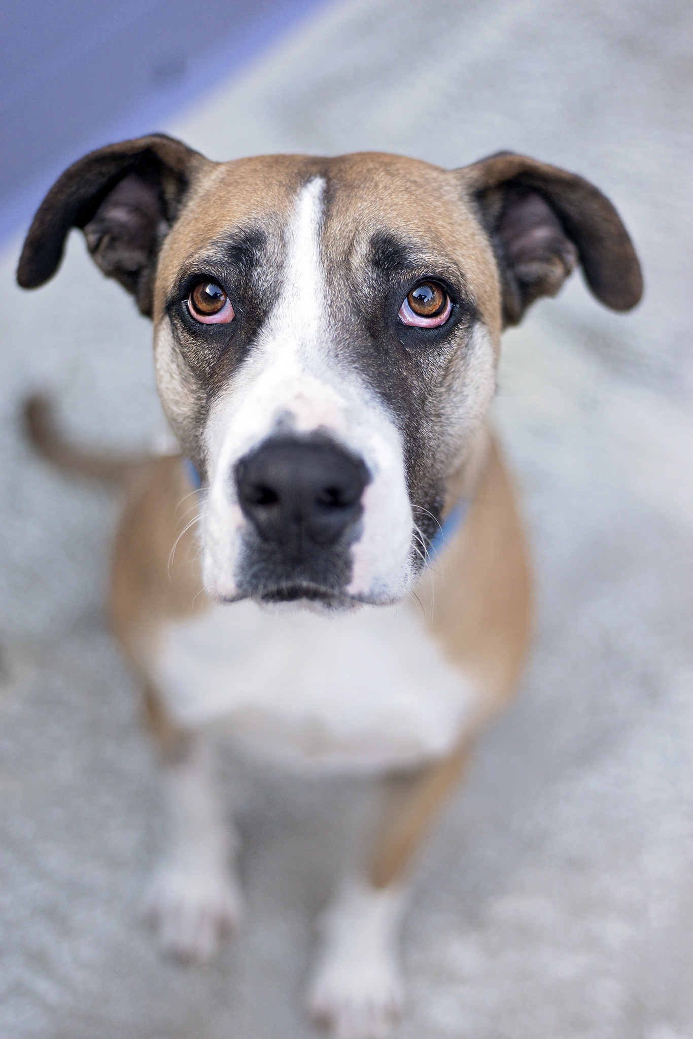 Arabic Ridgeback Lexus - Large Female Bull Arab x Rhodesian Ridgeback Mix Dog in QLD ...