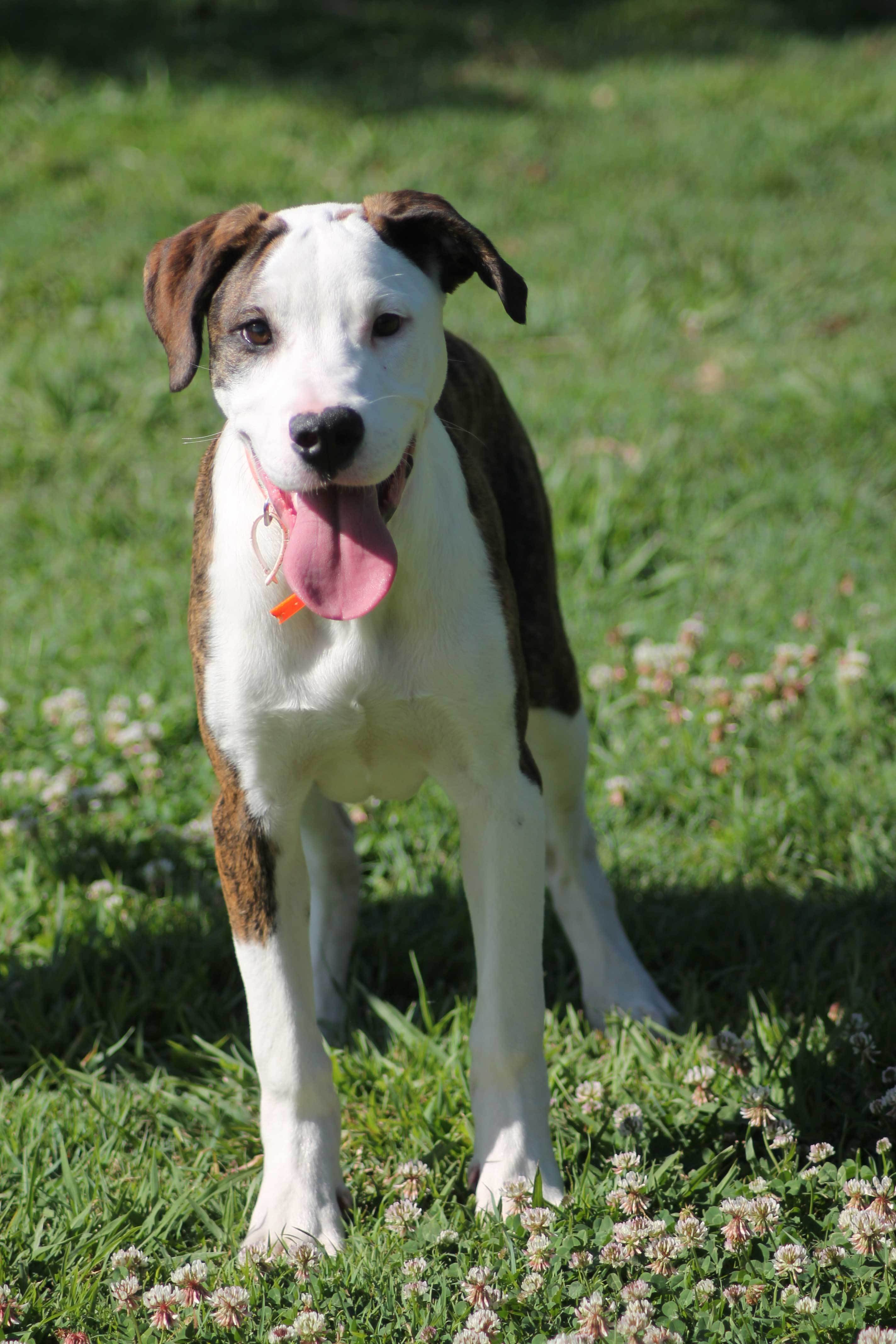 Cougar Large Male Bull Arab x Australian Kelpie Mix Dog in QLD PetRescue