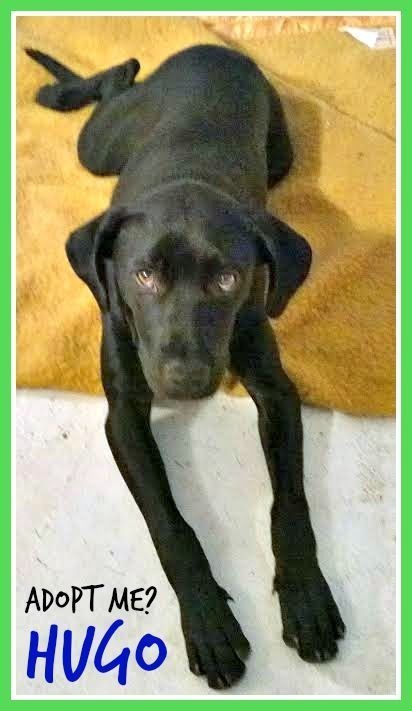 Hugo ~ Labrador X (On Trial 16/10/15) - Medium Male Labrador Mix Dog in ...
