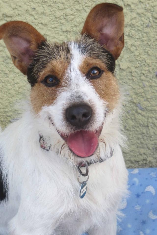 Spike - 8 Year Old Fox Terrier - Small Male Fox Terrier Dog in NSW -  PetRescue