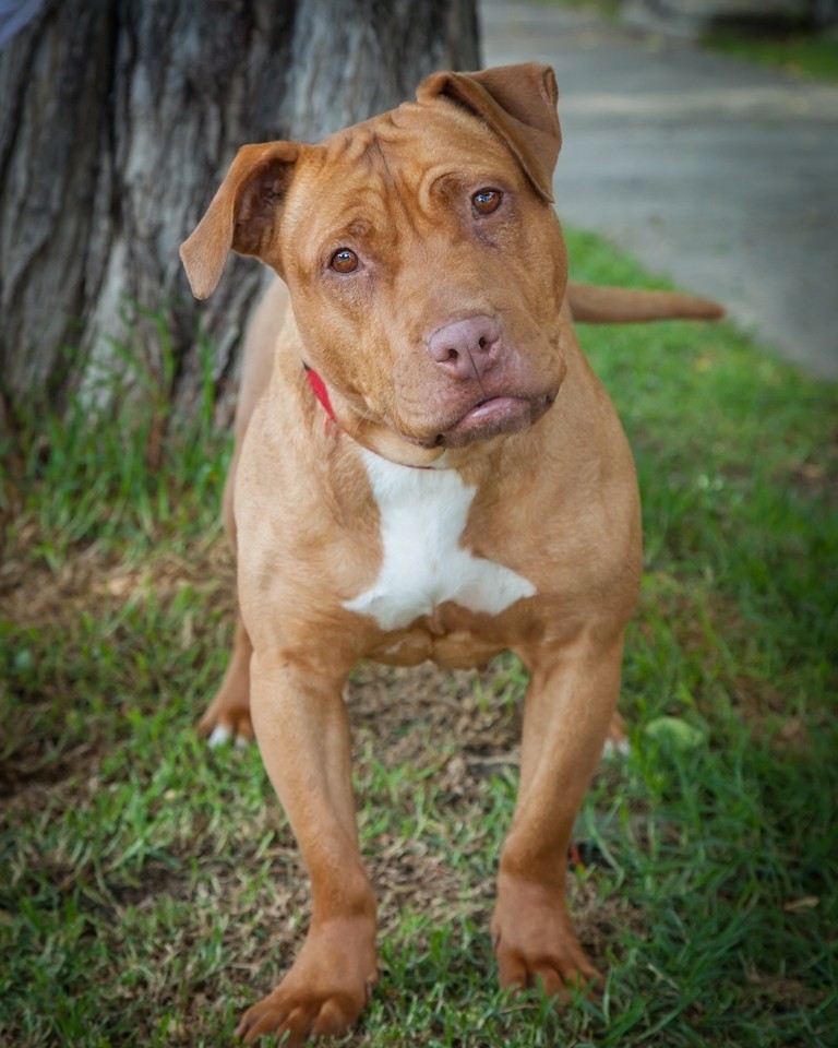 Staff shar pei deals cross