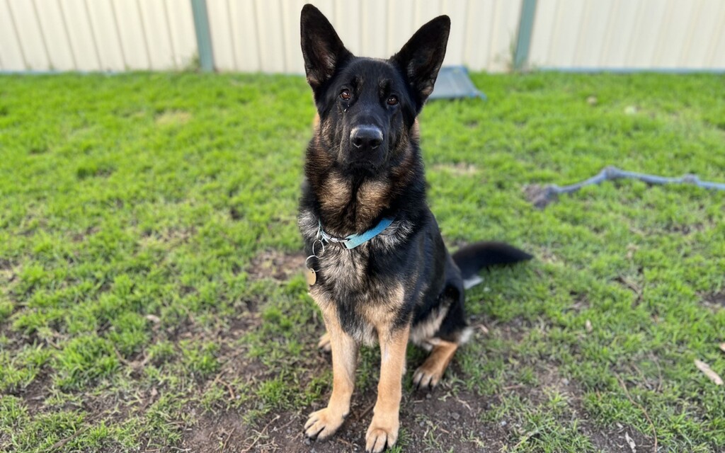 Sammy - Large Male German Shepherd Mix Dog in VIC - PetRescue