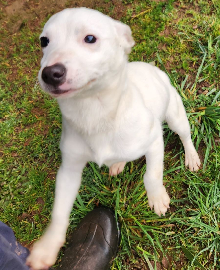 Buddy Medium Male Staffy x Jack Russell Terrier Mix Dog in NSW PetRescue