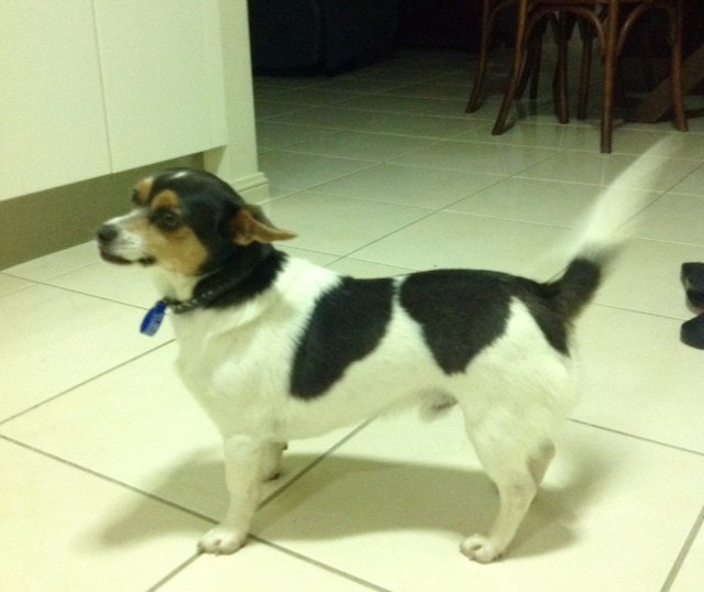 Stanley - 1 Year Old Chihuahua x Foxy (Trial) - Small Male Chihuahua Dog in  NSW - PetRescue