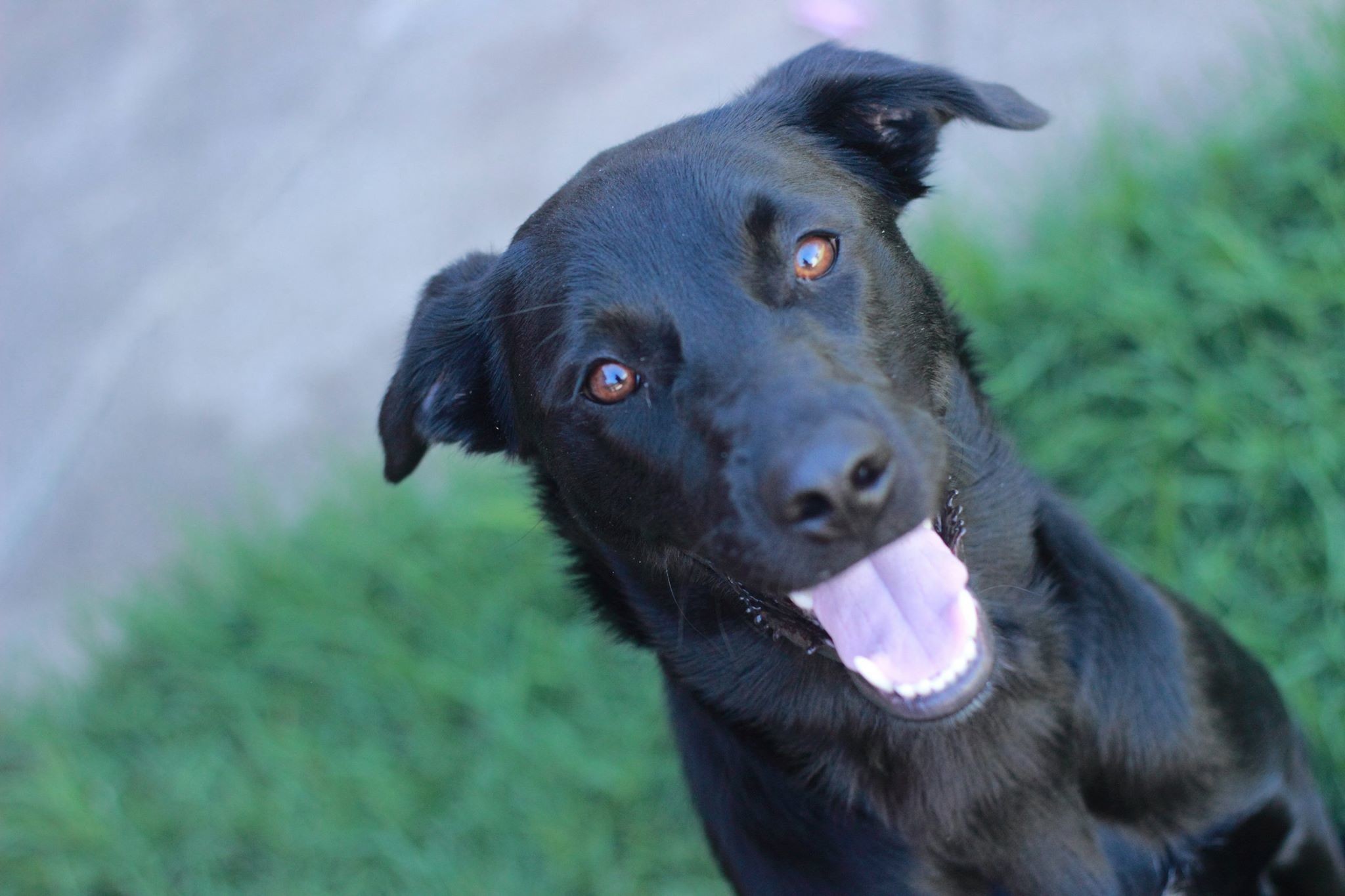 Alba Medium Female Border Collie x Labrador Mix Dog in SA PetRescue