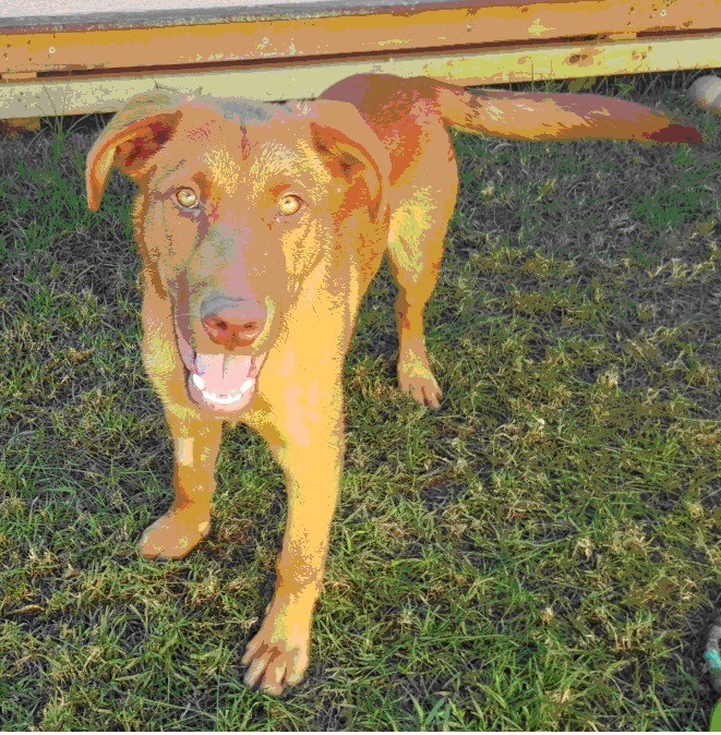 vizsla australian shepherd mix