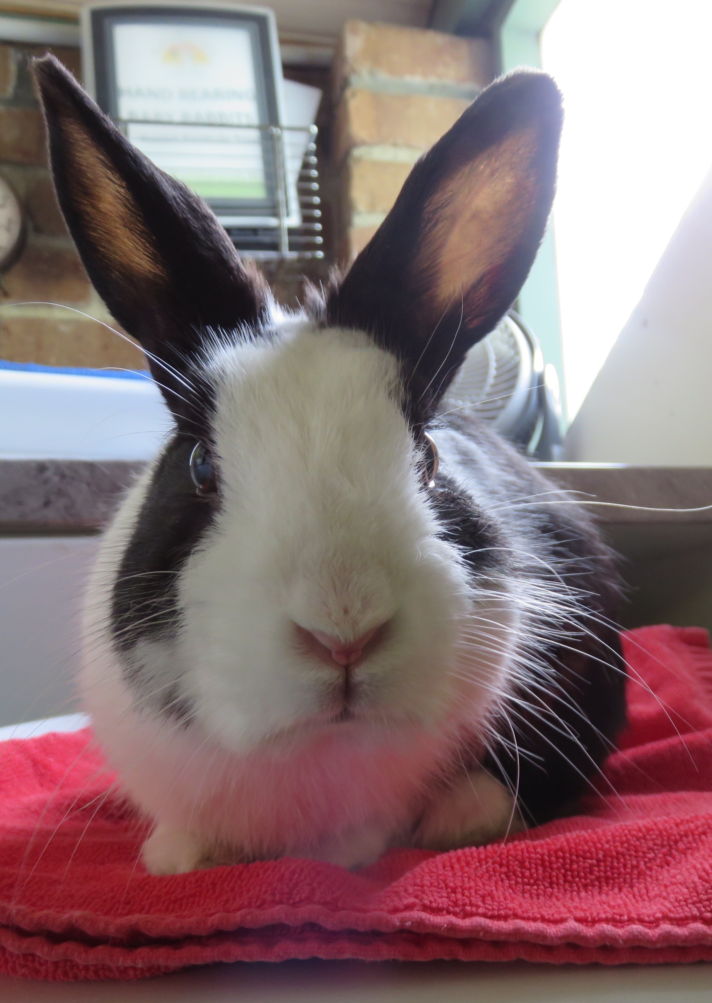 Acorn (vib) - Male Dutch Rabbit in VIC - PetRescue