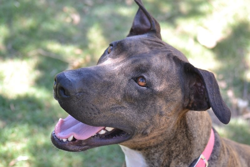 Bell - Large Female Greyhound Mix Dog in QLD - PetRescue