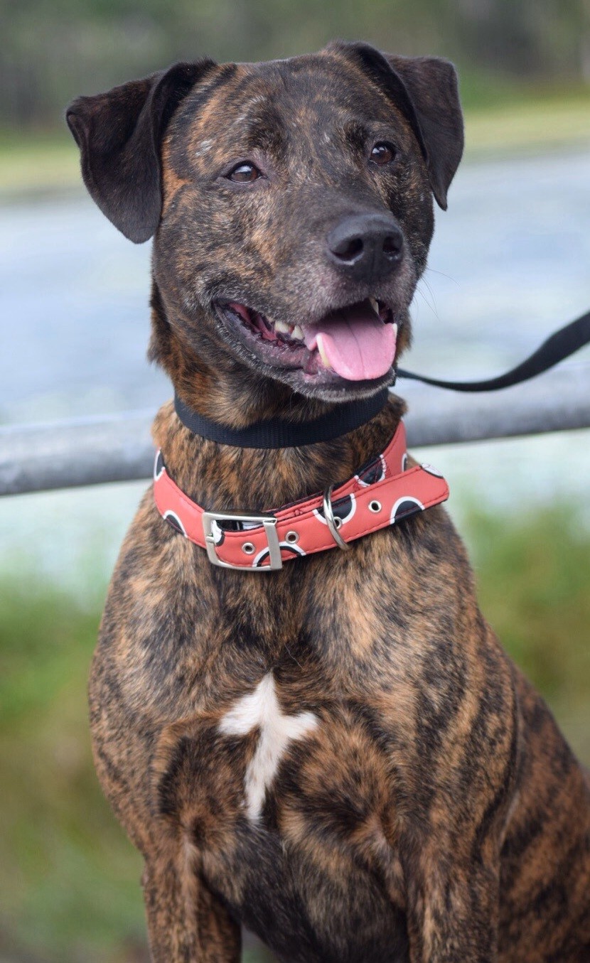 Max Medium Male Labrador Retriever x American Staffordshire Bull