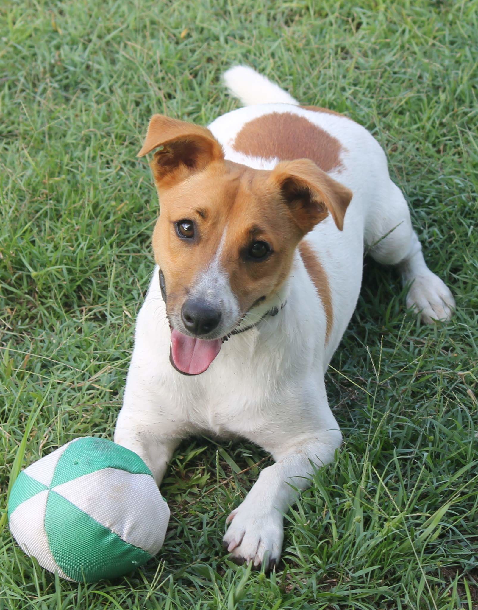Pickle Small Male Jack Russell Terrier x Miniature Fox Terrier Mix Dog in QLD PetRescue
