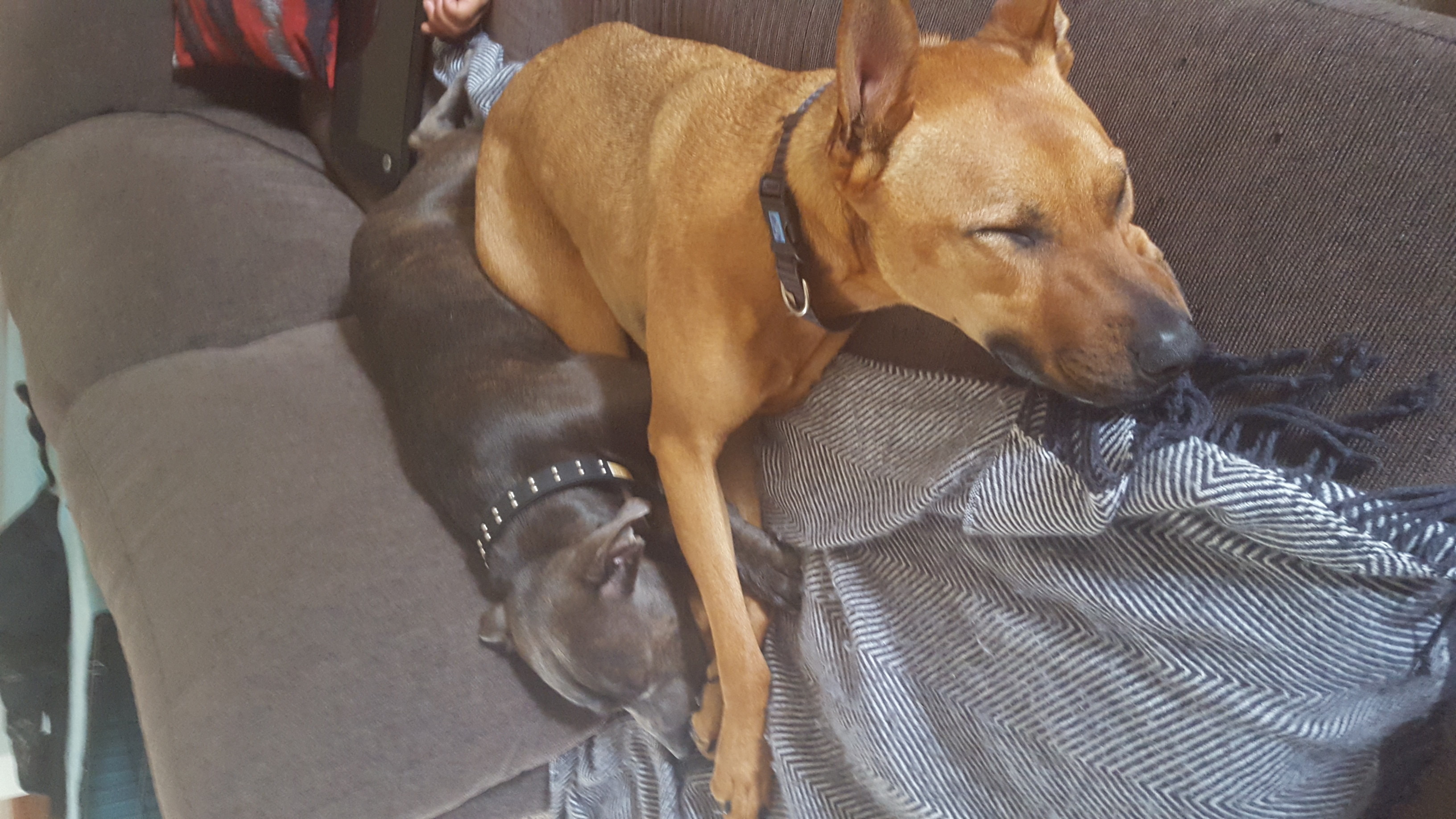 Scooby - Large Male Rhodesian Ridgeback Mix Dog in VIC - PetRescue