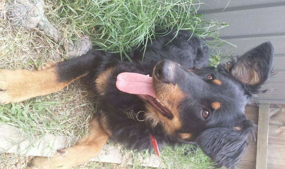 Joxter Medium Male Flat Coated Retriever x German Shepherd Mix Dog in VIC PetRescue