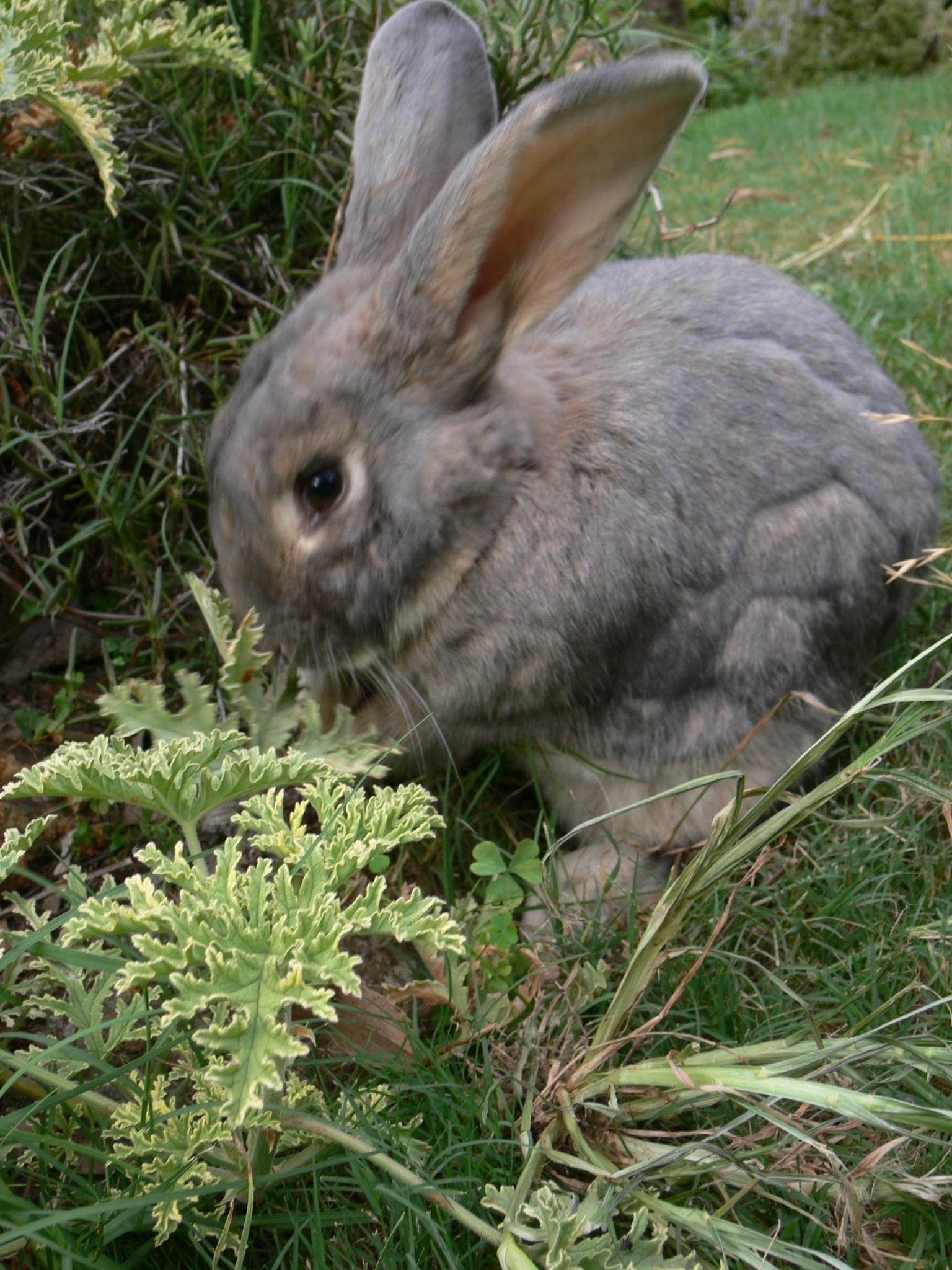 Mixy Rabbits Walter - Male Flemish Giant Mix Rabbit in NSW - PetRescue